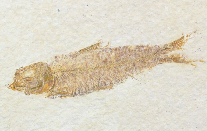 Bargain Knightia Fossil Fish - Wyoming #22291